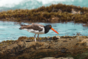 American oystercatcher eating a sea urching from the coast of puerto rico