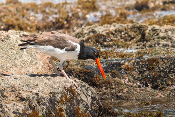 American oystercatcher eating a sea urching from the coast of puerto rico