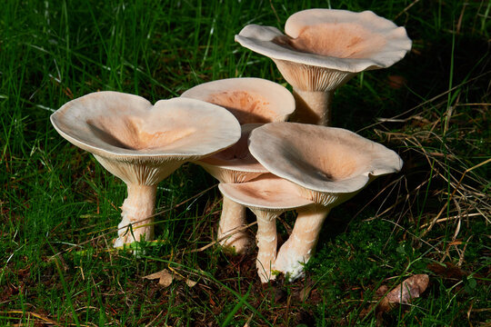 Edible mushroom Clitocybe gibba in the spruce forest. Known as common funnel. Funnel mushroom growing in the forest