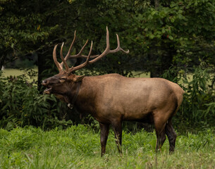Collared Bull Elk Digs Deep For a Bugle