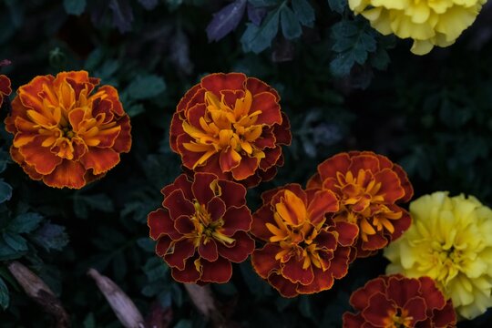センジュギク の画像 9 813 件の Stock 写真 ベクターおよびビデオ Adobe Stock