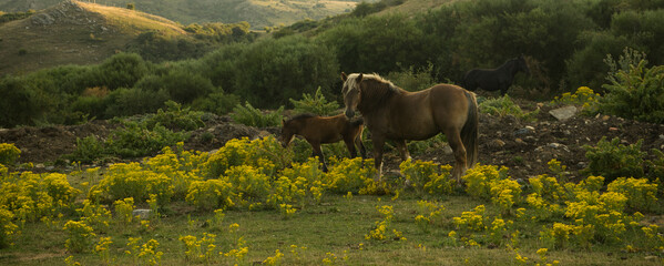 Horses in the Montaña Palentina, Spain