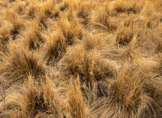 Fluffy Tufts of Grass In Field