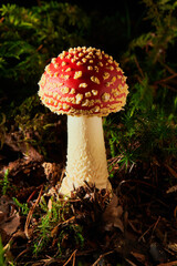 Amanita Muscaria, also called fly agaric or fly amanita, poisonous mushroom.   Fly Amanita  mushrooms in autumn