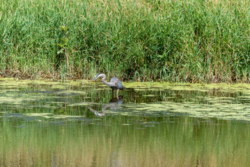 Fototapeta na wymiar Juvenile Great Blue Heron Fishing On The Pond