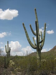 Giant Saguaro Cactus Near Tucson, Arizona USA