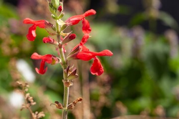 Flowers of the sage Salvia darcyi