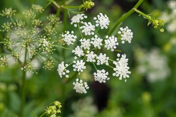 Flower of a skirret, Sium sisarum