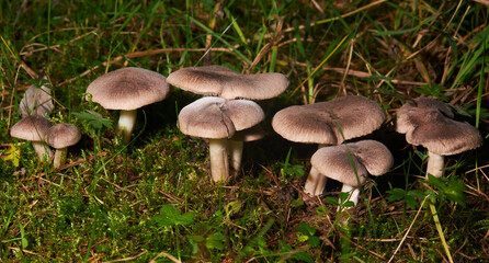 Grey Knight Tricholoma terreum, edible mushroom in the forest. It is  a genus of fungi of the family Tricholomataceae. 