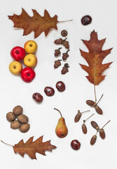 Still life with fruits, chestnuts, acorns, walnuts and leaves.