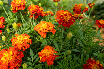 Orange tagetes flowers, close-up. Background from bright french marigolds for publication, poster, calendar, post, screensaver, wallpaper, postcard, banner, cover, website