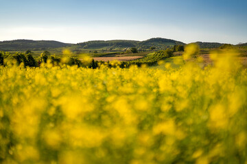 Fototapeta premium Rapsfeld