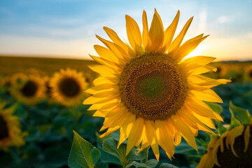 Obraz premium Sonnenblumenfeld