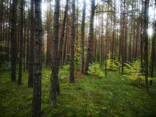 Fototapeta na wymiar Green forest.