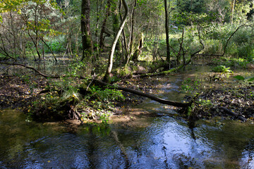 Protected landscape area with sandstone Rocks and green Nature in the Central Bohemia, Harasov, Kokorinsko, Czech Republic