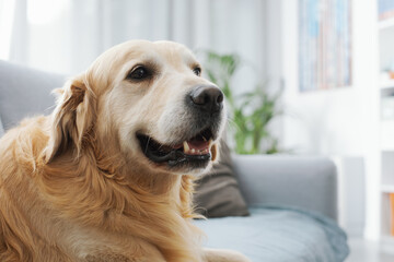Cute dog resting on the couch at home