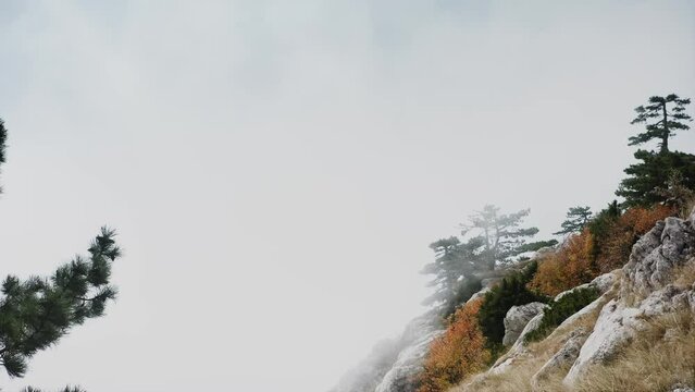 A steep slope on which free-standing pine trees are rooted, along which the fog rises up. Free space for logo or text. Crimea, Mount Ai-Petri. Drone aerial shot.