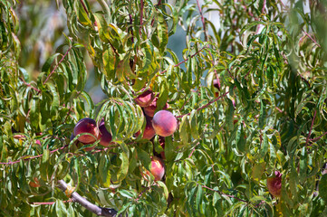 Fruit orchard with plantation of peach trees with big ripe yellow red fruits ready to harvest