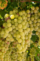 Bunches of pink ripening table grapes berries hanging down from pergola in garden on Cyprus
