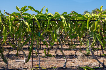 Plantation of dragon fruit cactus plants near Paphos, Cyprus