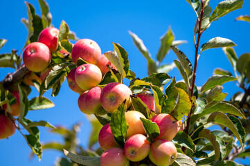 Fruit orchard with apple trees with small red fruits