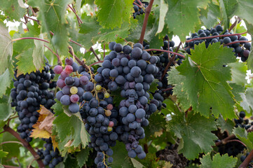 Fototapeta premium Wine production on Cyprus, ripe blue black wine grapes ready for harvest
