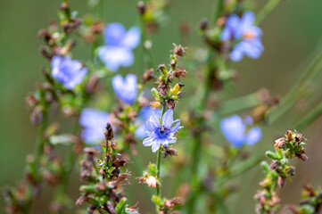 Blue flowers of cichorium plants, family Asteraceae, growing in garden, close up