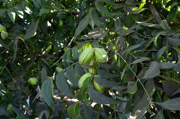 Plantation of pecan nut trees near Paphos, Cyprus