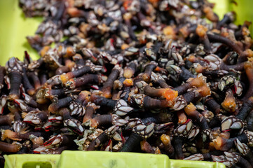 Assortment of fresh catch of fishes, seashells, molluscs on ice on fish market in Spain
