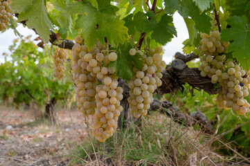 Wine production on Cyprus, ripe white wine grapes ready for harvest