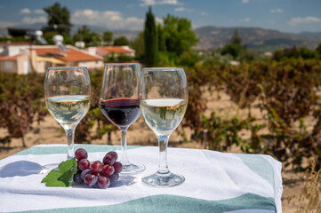 Tasting of red and white wine on vineyards of Cyprus. Wine production on Cyprus, tourists wine route.