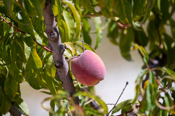 Fruit orchard with plantation of peach trees with big ripe yellow red fruits ready to harvest