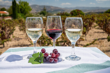 Tasting of red and white wine on vineyards of Cyprus. Wine production on Cyprus, tourists wine route.
