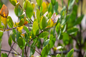 Leaves of Jojoba Simmondsia chinensis goat nut plant