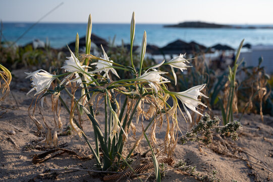 Blossom of wild white flowers sea daffodils on sandy beach on Cyprus