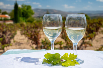 Tasting of white wine on vineyards of Cyprus. Wine production on Cyprus, tourists wine route.