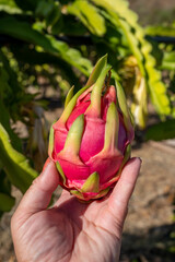 Plantation of dragon fruit cactus plants near Paphos, Cyprus