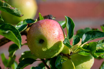 Brunch of apple tree with many apple fruits in orchard