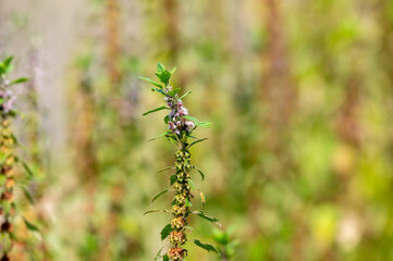 Medicinal plant leonurus cadriaca or motherwort growing in garden