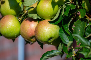 Brunch of apple tree with many apple fruits in orchard