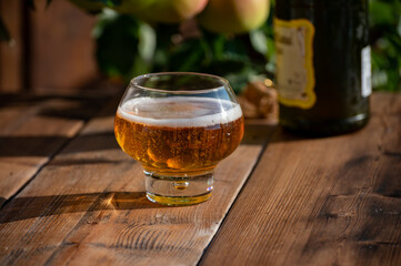 Making and tasting of fresh apple cider produced on organic farm from bio apples in Normandy, France