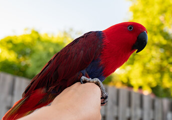 Eclectus female parrot native to the Solomon Islands, Australia, and the Maluku Islands with...