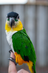 Small colorful Australian lory parrot sitting on hand