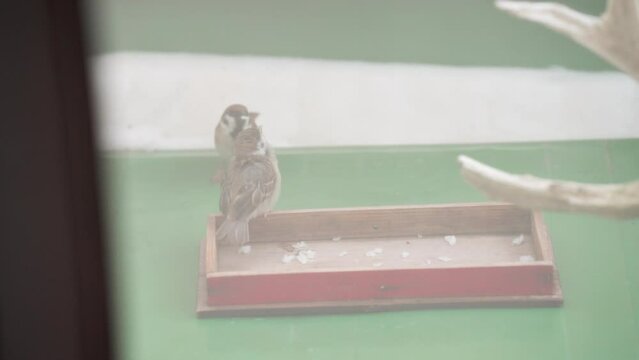 餌を食べずに焦らすスズメの雛