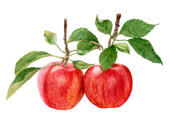 Watercolor ripe red apples with leaves isolated.