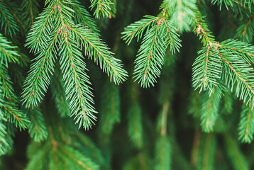 Fir tree brunches natural background, green Christmas tree twigs texture, copy space