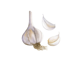 Watercolor garlic, garlic cloves isolated.