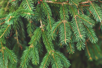 Fir tree brunches natural background, green Christmas tree twigs texture closeup