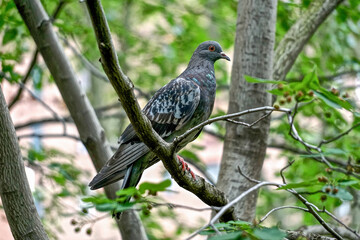 New York, New York: A rock pigeon (Columba livia) in a park in midtown Manhattan, New York City. Feral pigeons vary greatly in color and pattern.