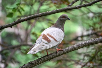 New York, New York: A rock pigeon (Columba livia) in a park in midtown Manhattan, New York City. Feral pigeons vary greatly in color and pattern.